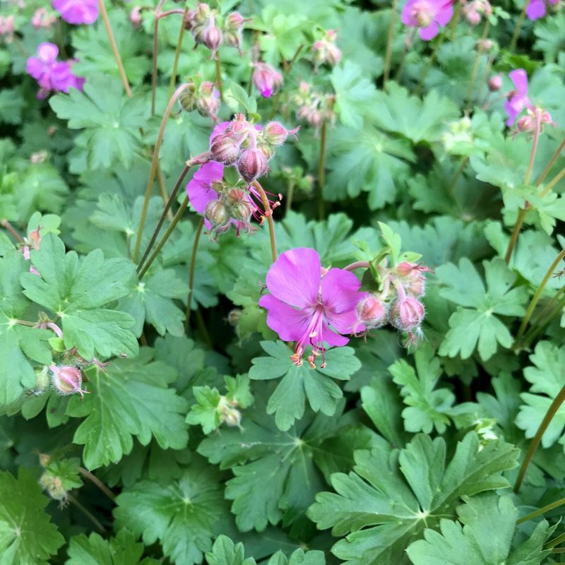 Blooms Appearing Weak