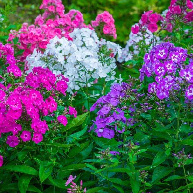 Phlox (Garden Phlox)
