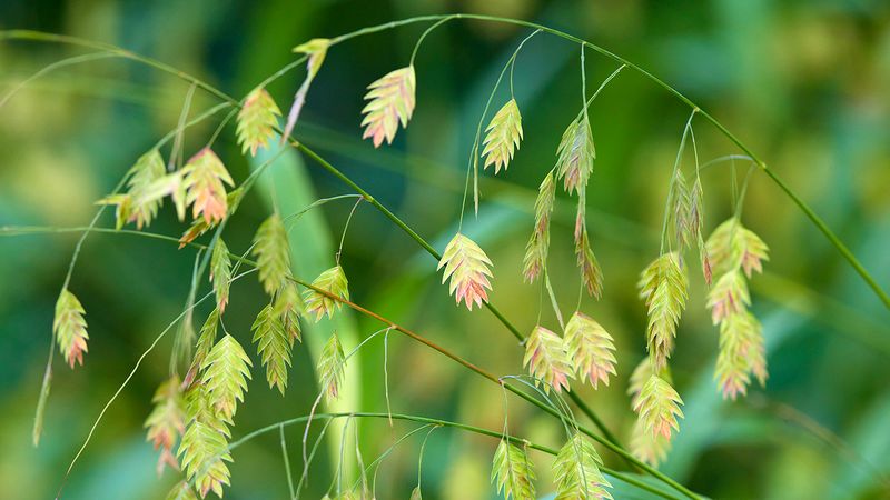 River Oats (Chasmanthium latifolium)