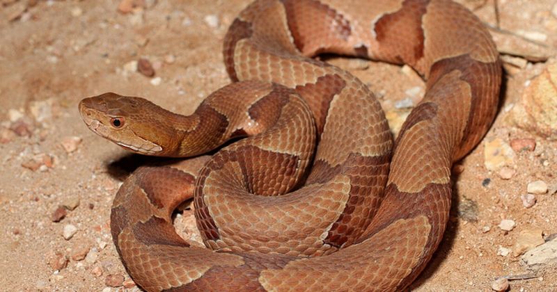 A Copperhead Bite Means Death or Amputation