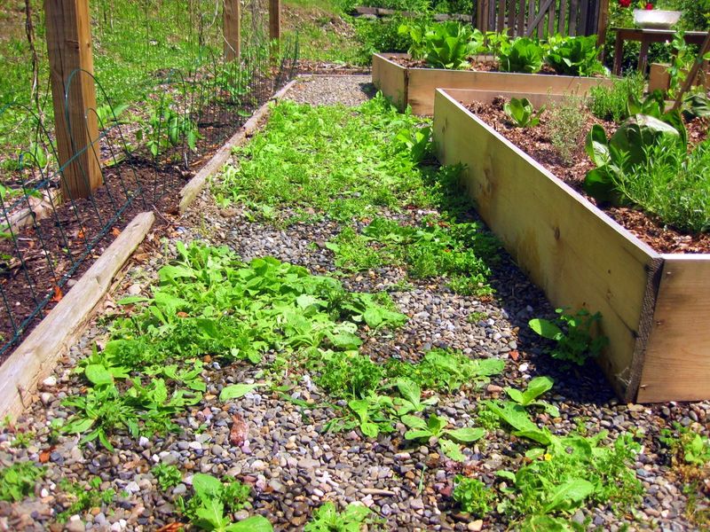 Why vinegar disappoints on late-season weeds