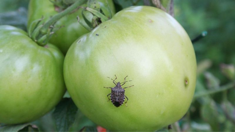 Pests and Diseases