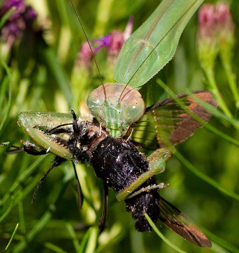 Eating pests does not make a mantis reliable pest control