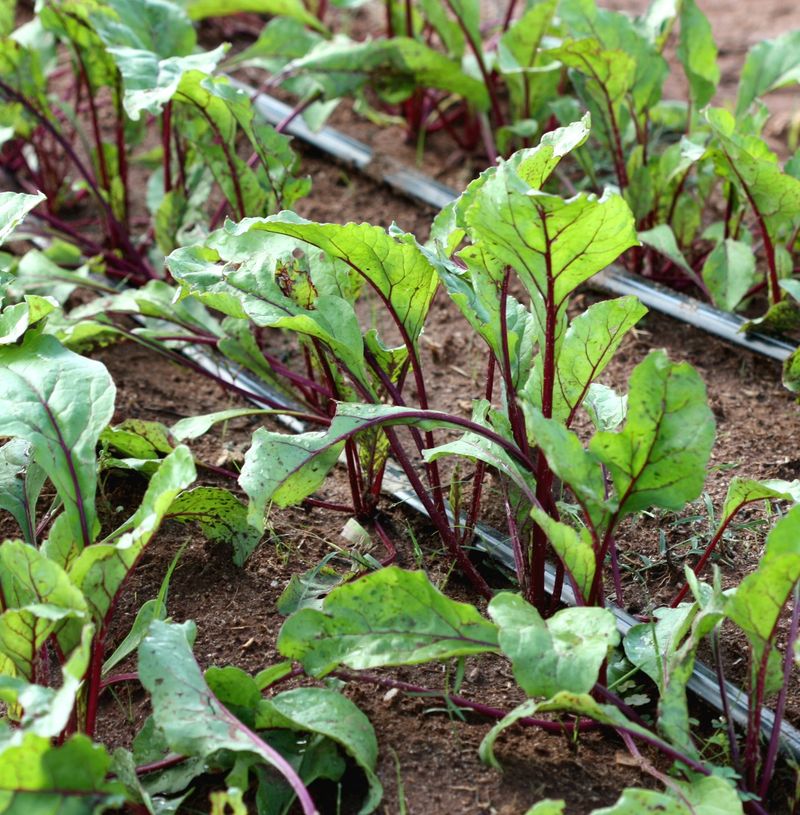 Is September still the right window for your yard?