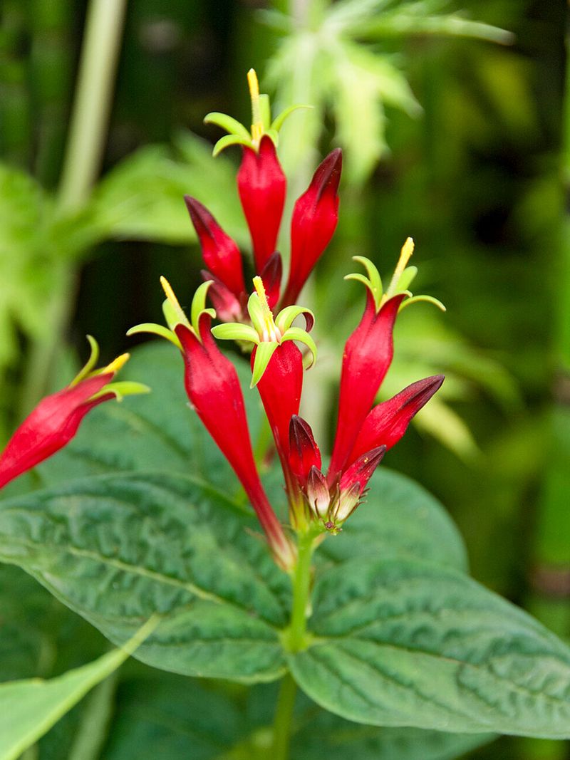 Indian Pink (Spigelia marilandica)