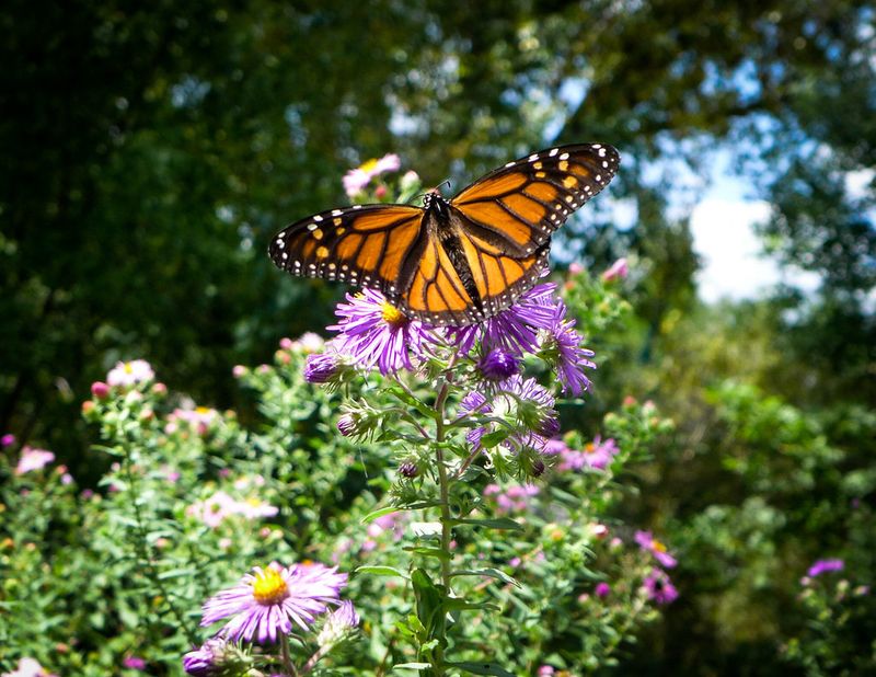 Build a diverse fall nectar planting