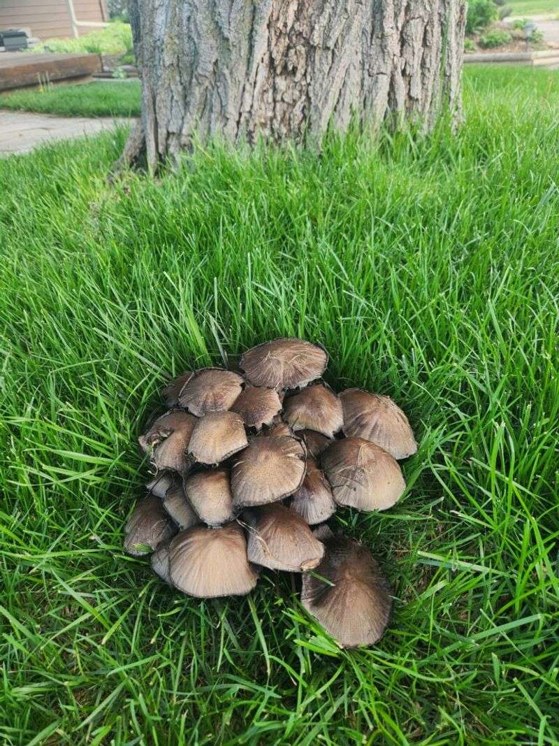 Most ordinary mushrooms need little intervention