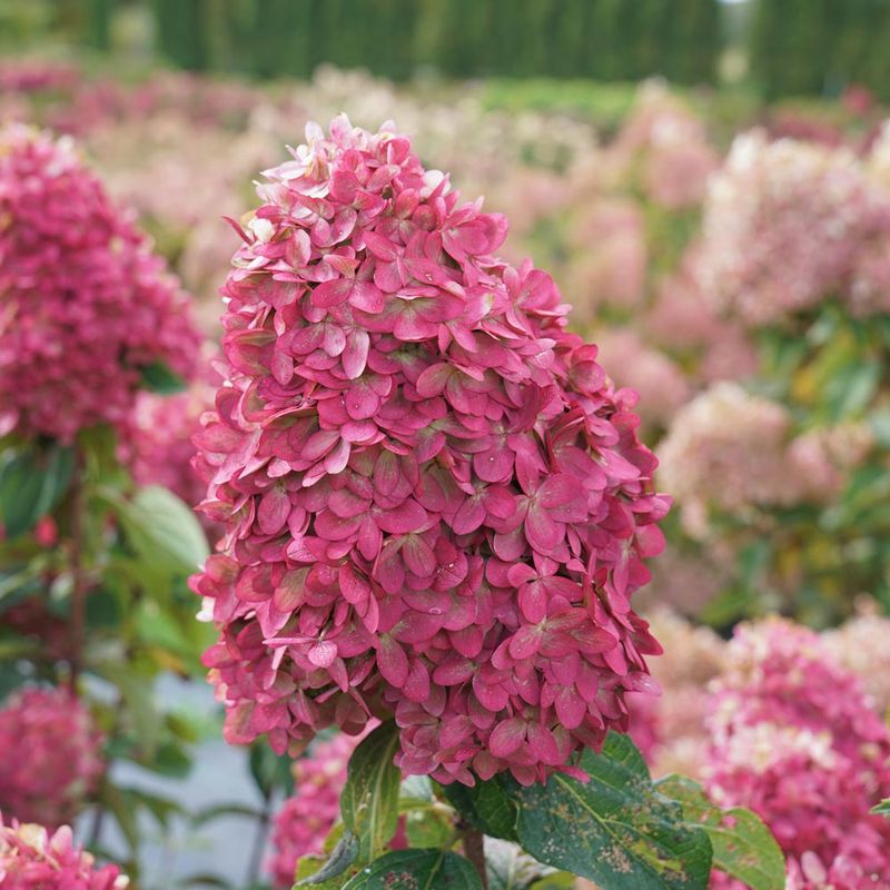 Panicle Hydrangea
