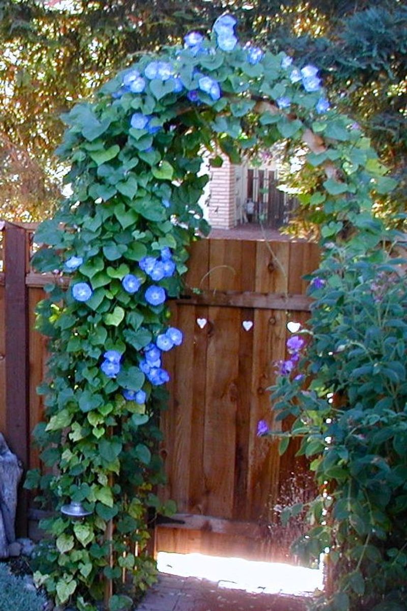 Morning Glory