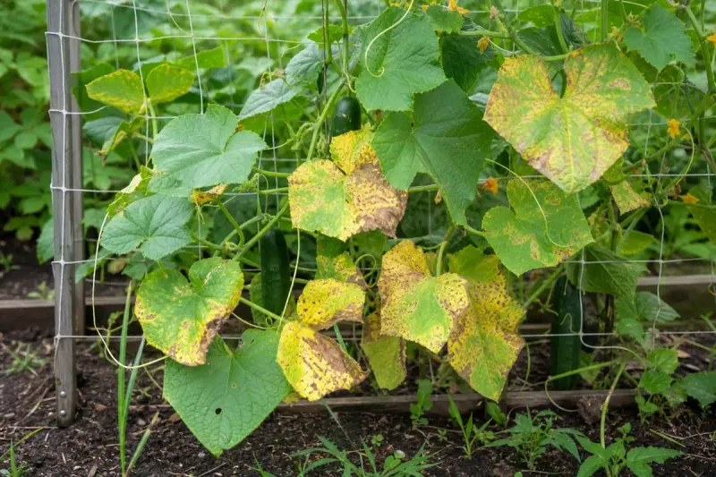 Why Saturated Roots Produce Weak Growth