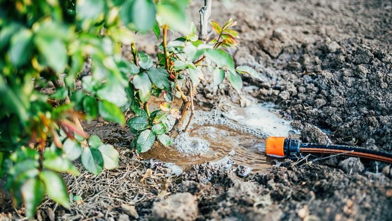 Deep watering reaches more of the root zone than a quick sprinkle