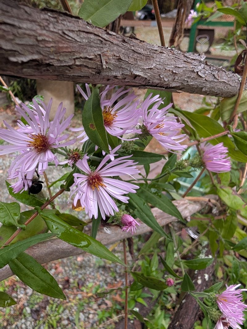 Climbing Aster (Ampelaster carolinianus)
