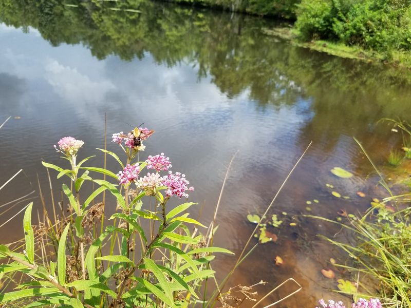 Water and connected habitat can make a yard worth revisiting