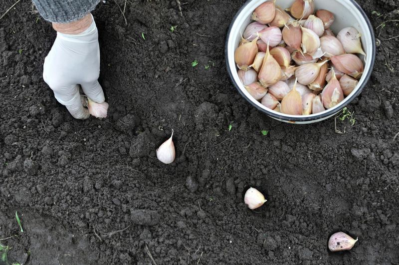 Plant Four to Six Weeks Before a Hard Freeze