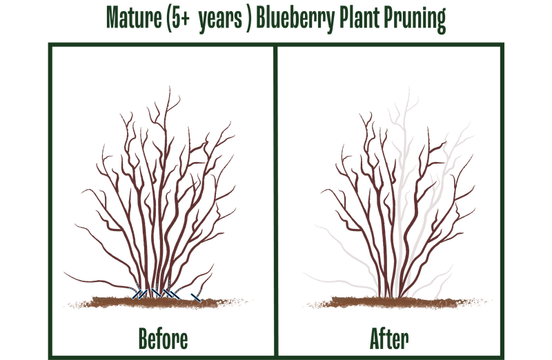 Thin flower buds according to the plant’s age and vigor