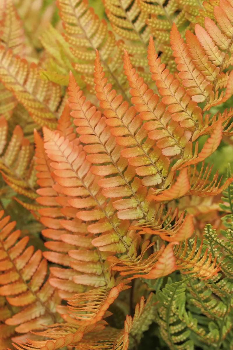 Autumn Fern (Dryopteris erythrosora)