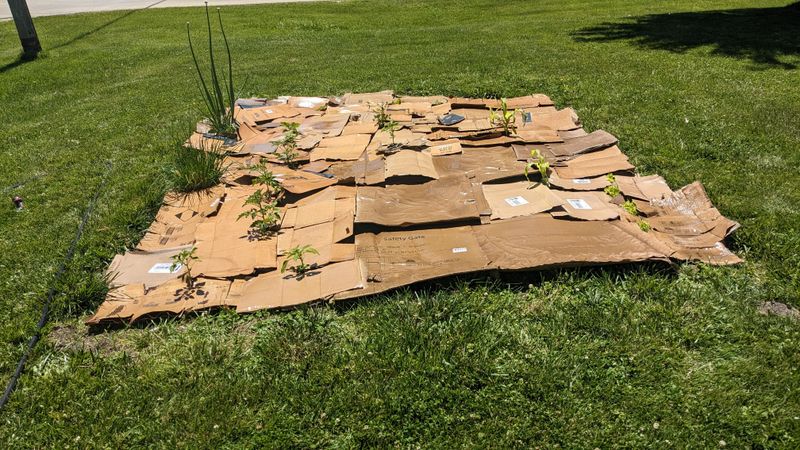 Cardboard suppresses light-loving weeds while it breaks down
