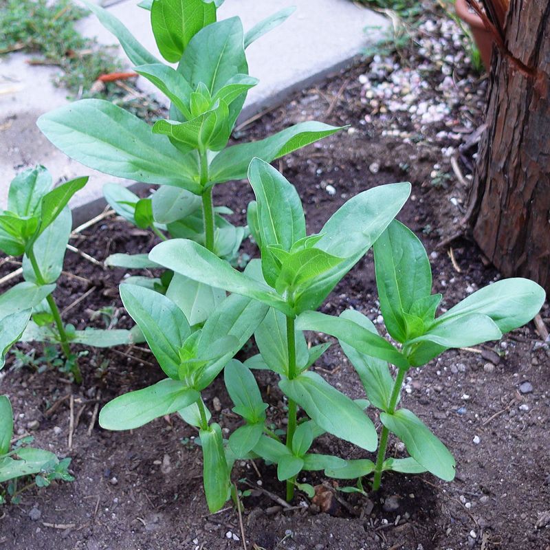 Plan a patch, not a guaranteed bed