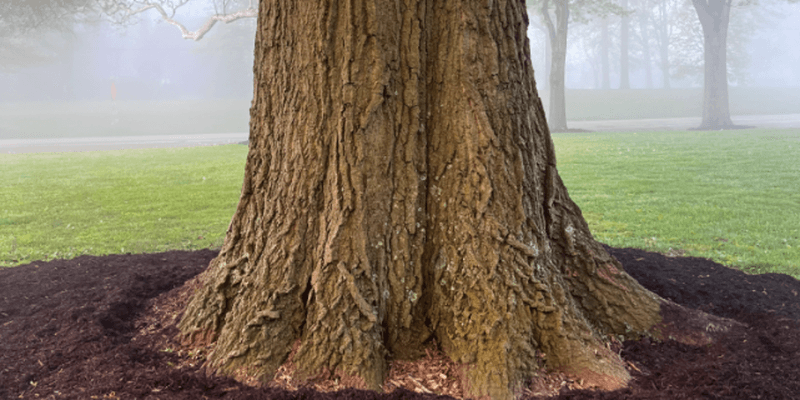 Protect the root flare instead of chasing roots