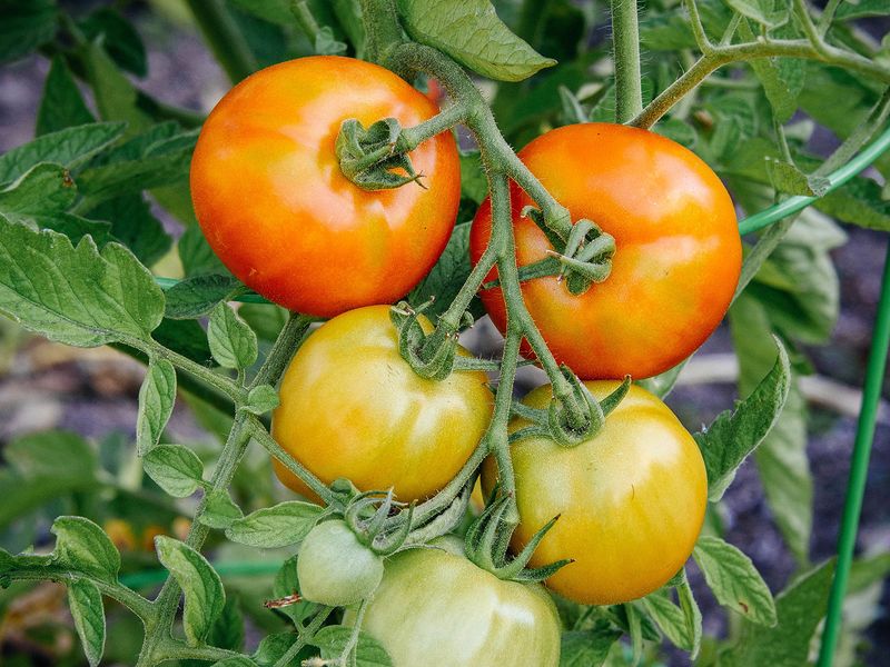The Wrong Variety for Your Climate