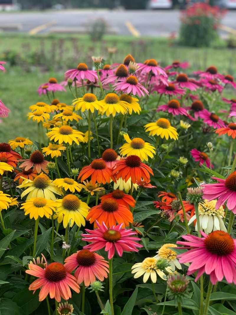 Coneflower Hybrids (Colorful Echinacea)