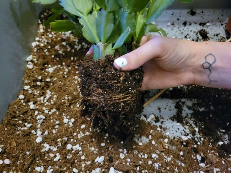 A targeted repot can address damaged roots