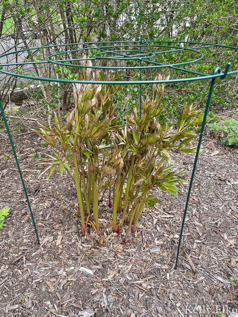 Prop Up Floppy Foliage