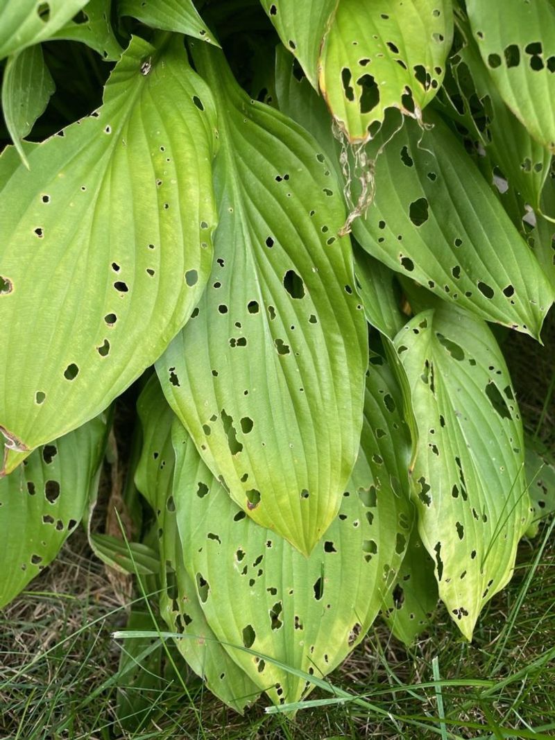 Check for signs of active slug damage