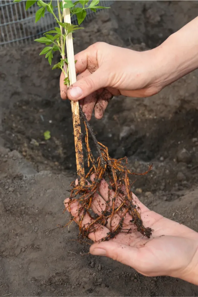 Incorrect Planting Depth