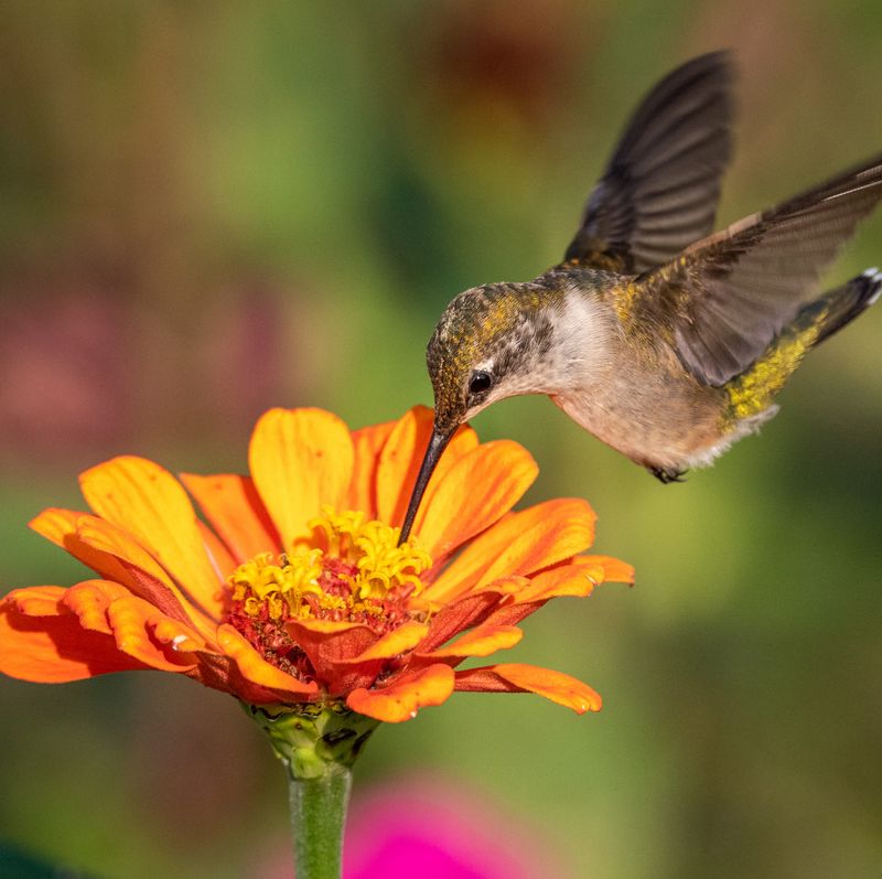 Zinnia