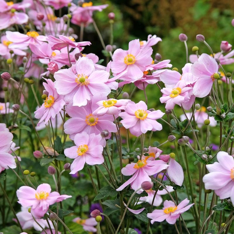 Japanese Anemone (Anemone x hybrida)