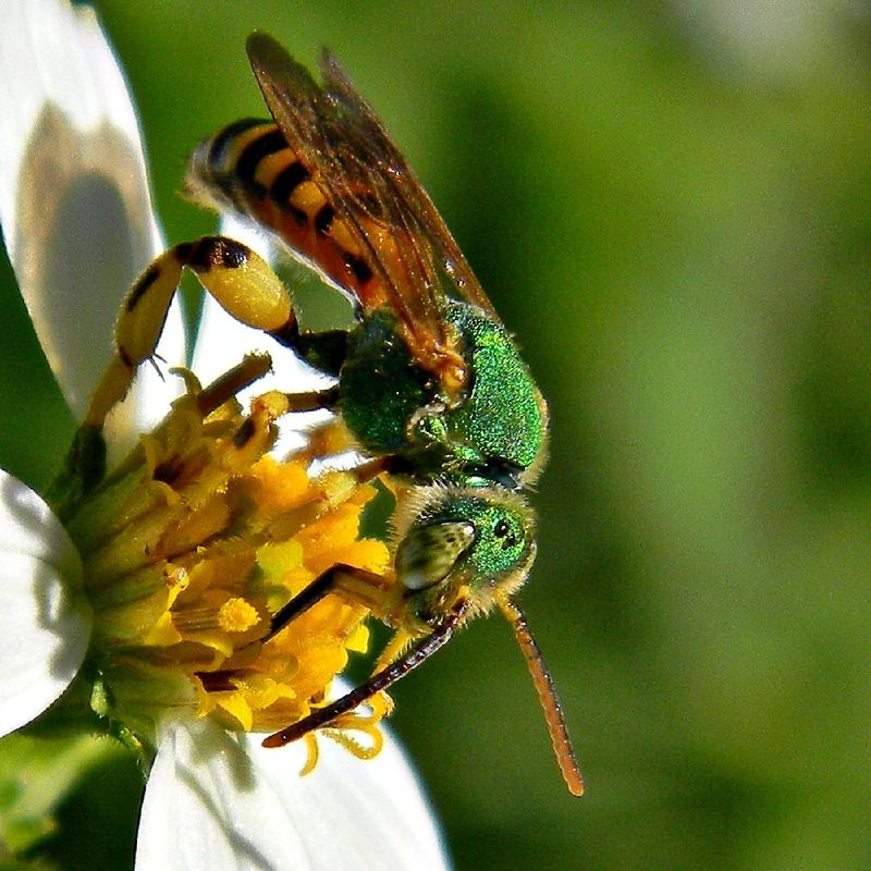 Poey's Bee