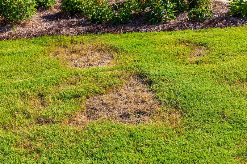 Lawn Treatments Don't Seem to Work