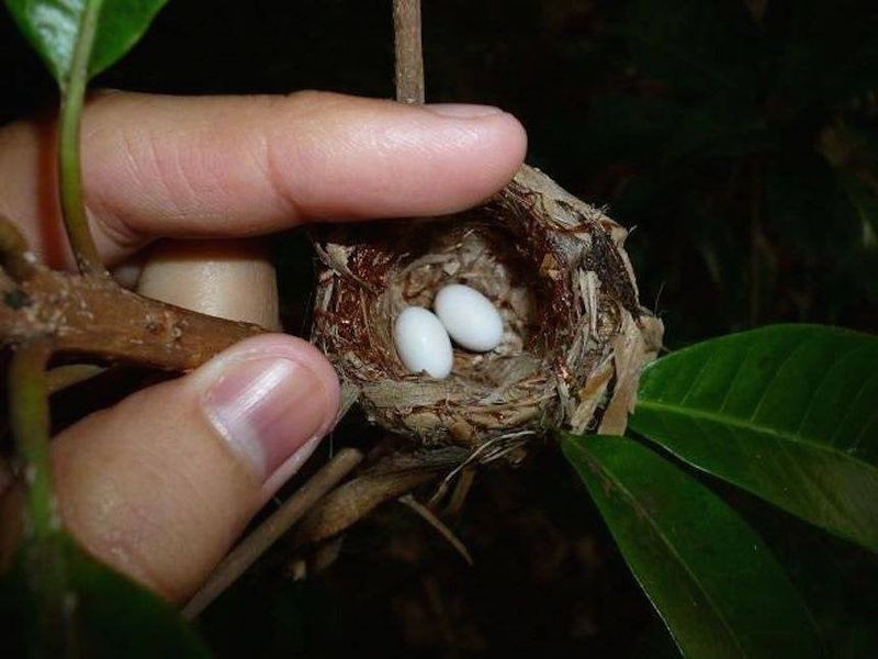 “Walnut-Sized” Depends on the Species and the Measurement