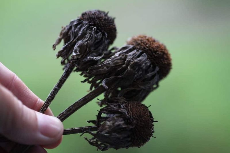 Look for Brown, Black, or Charcoal Seed Heads