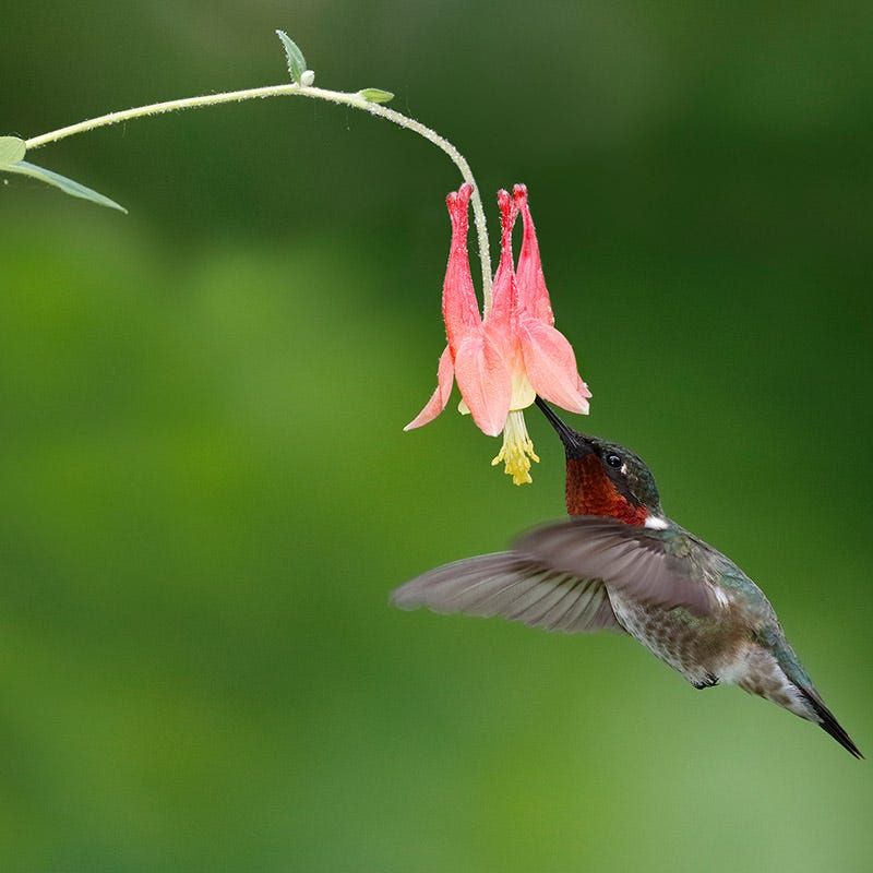 Columbine (Aquilegia canadensis)