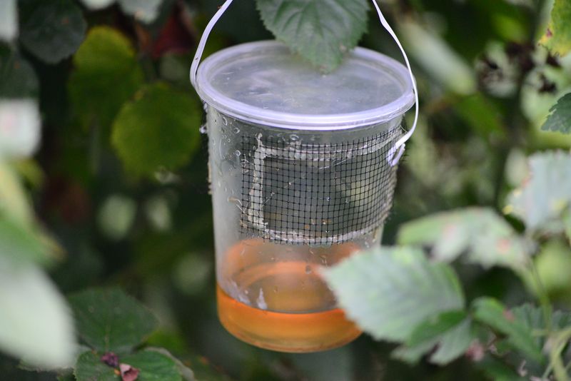 Ripening Soft Fruit Can Signal Spotted-Wing Drosophila