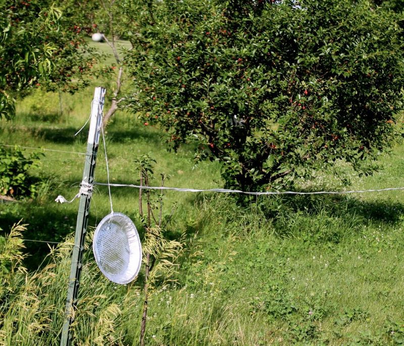 Use Fishing Line Fences