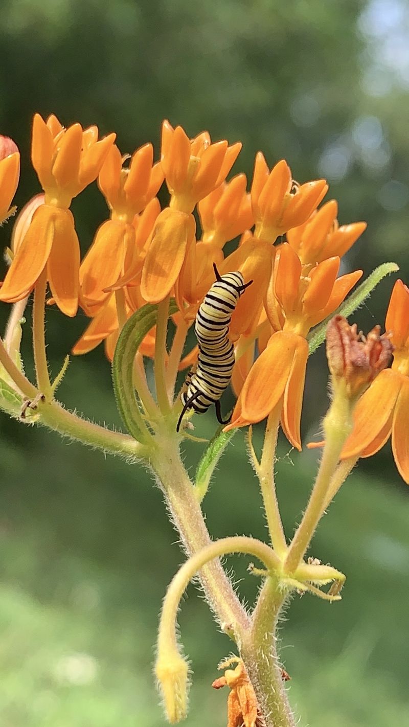 Butterfly Weed (Asclepias tuberosa)