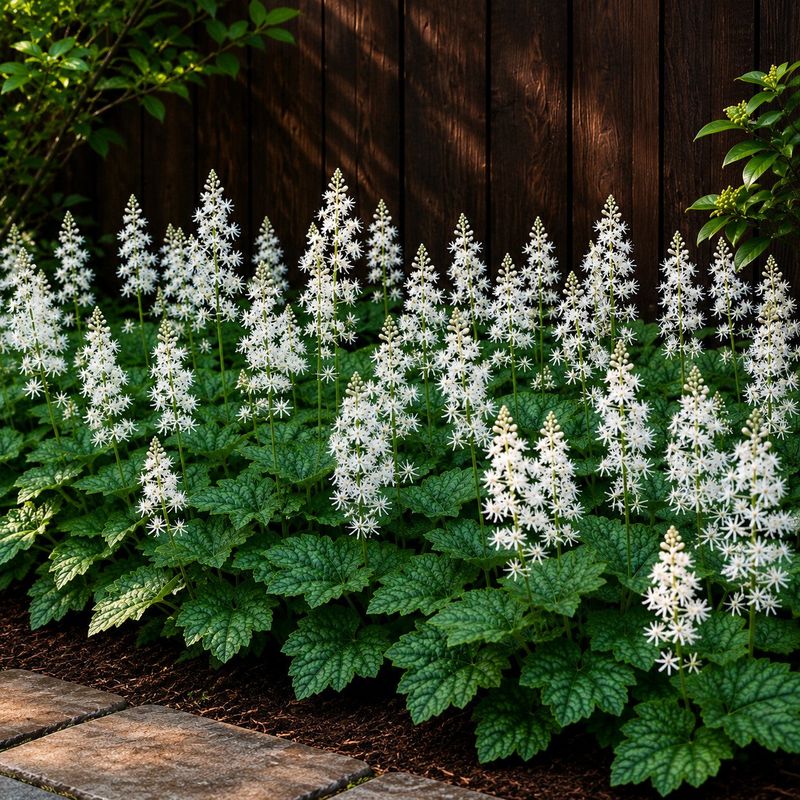 Foamflower (Tiarella cordifolia)