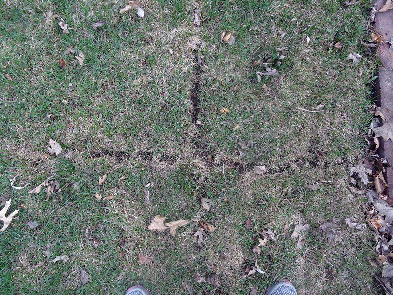Outdoor vole damage needs its own yard strategy