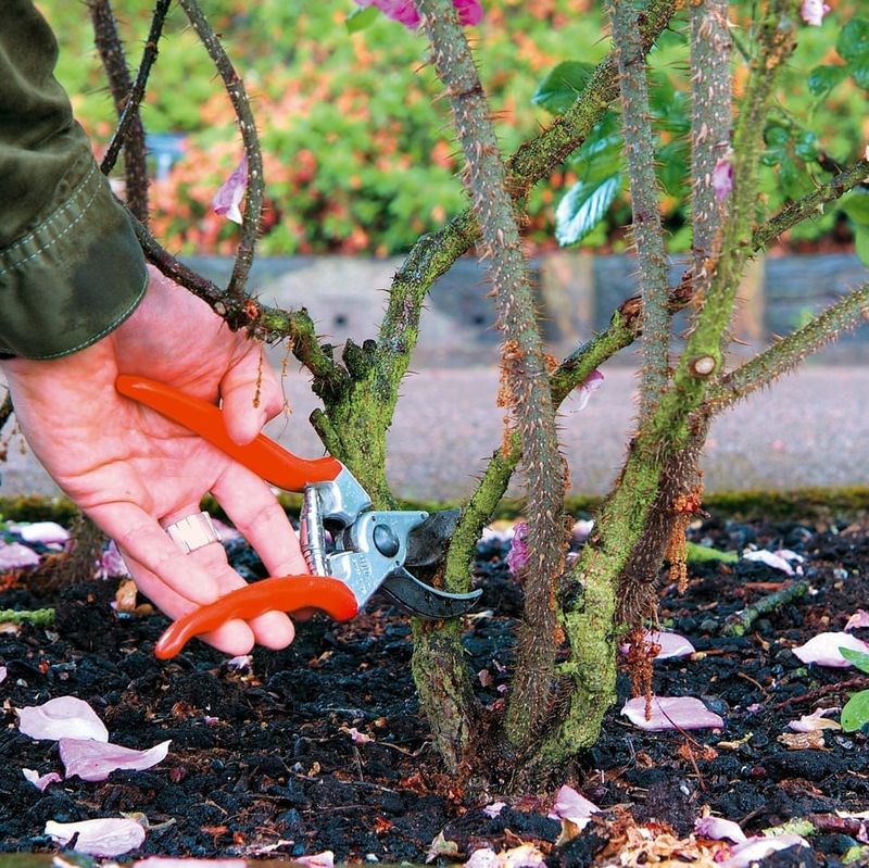Lightly Prune To Remove Dead, Damaged, Or Diseased Wood