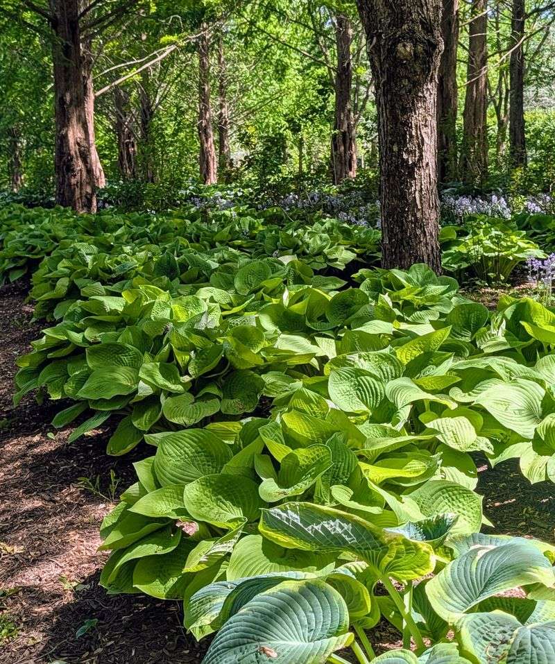 Hosta