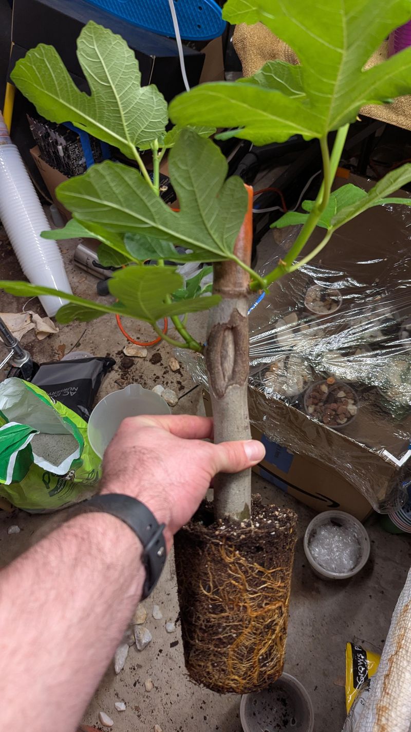 Check for roots before counting a cutting as a new plant