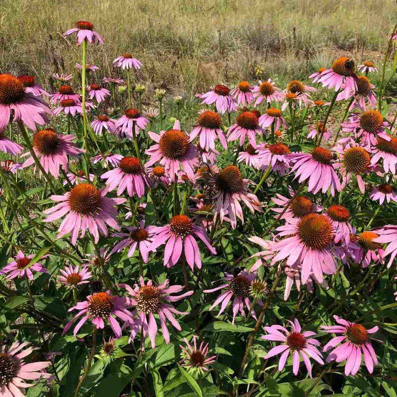 Purple Coneflower