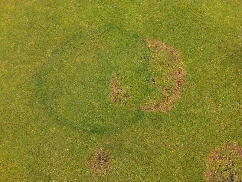 A ring can green grass or leave it stressed