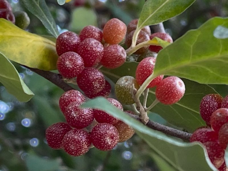 Autumn Olive