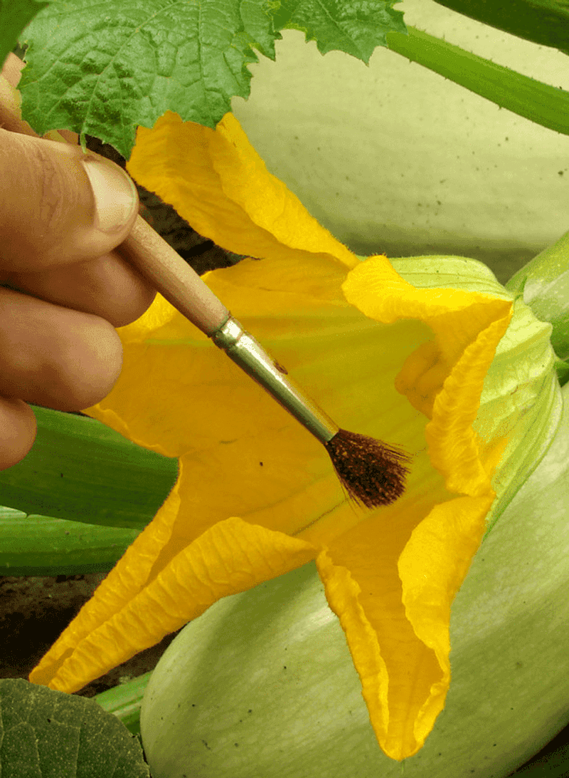 Hand-pollination puts the missing transfer in your hands