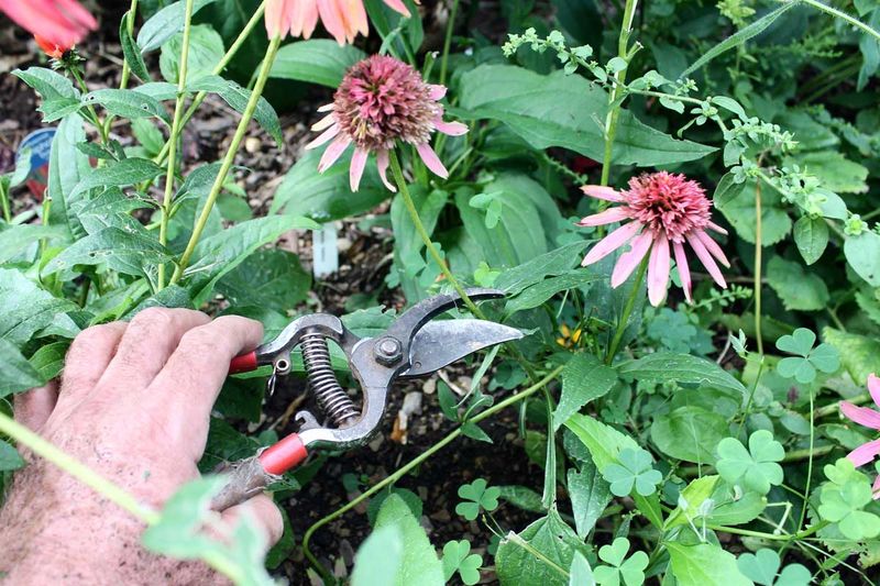Deadhead Early In Summer To Keep Blooms Coming