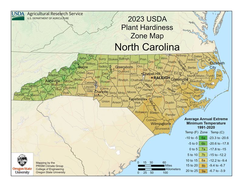 Match the fall planting window to your North Carolina region